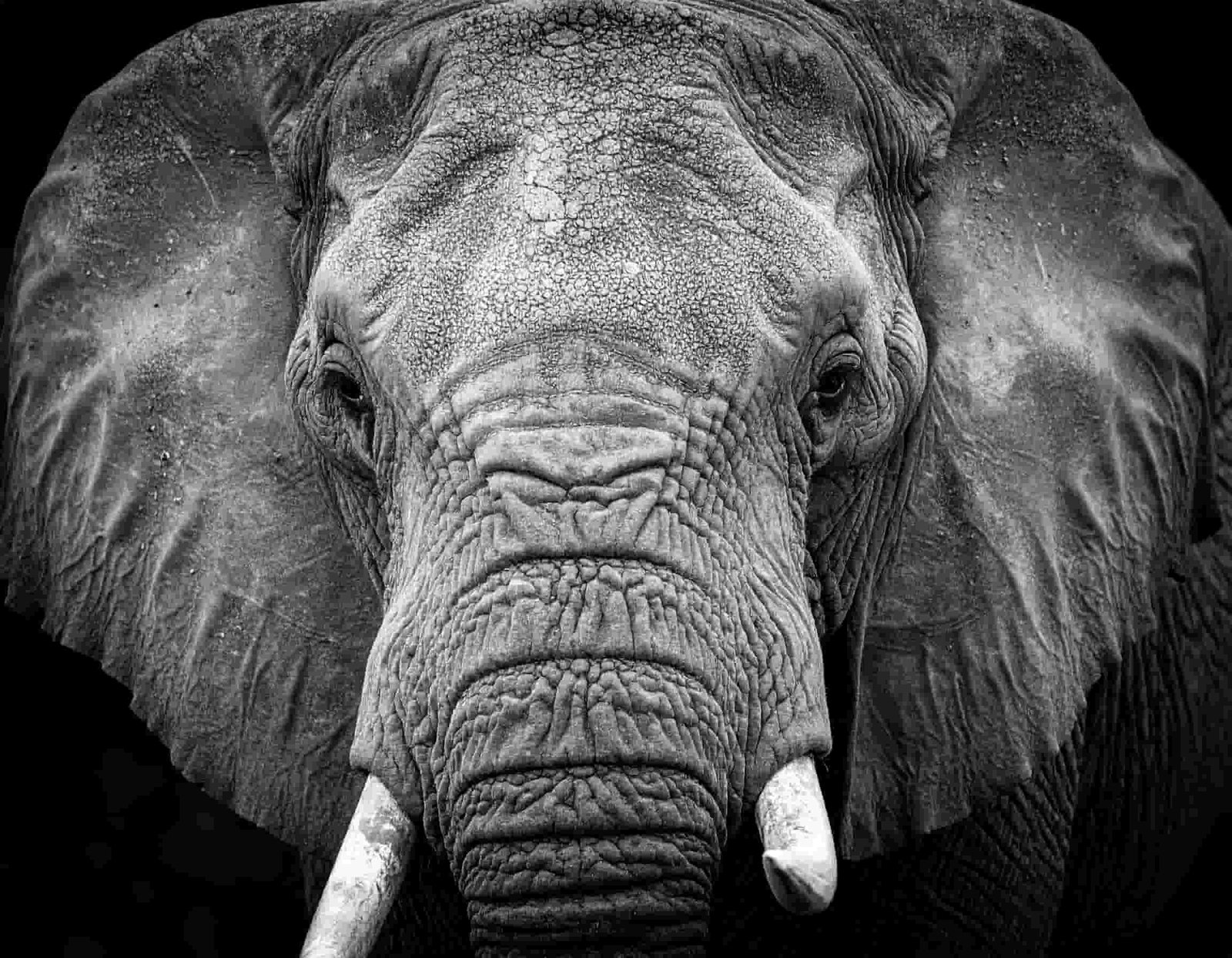 How to Choose Fine Art Wildlife Photography Prints for Your Home